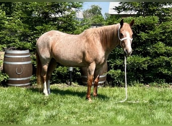 American Quarter Horse, Wallach, 17 Jahre, 152 cm, Roan-Red
