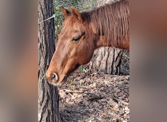 American Quarter Horse, Wallach, 17 Jahre, 154 cm, Fuchs
