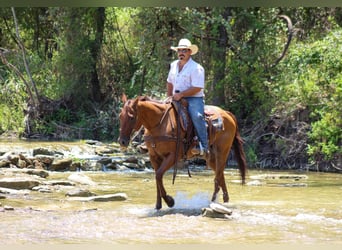 American Quarter Horse, Wallach, 17 Jahre, 155 cm, Dunkelfuchs
