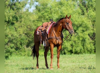American Quarter Horse, Wallach, 17 Jahre, 155 cm, Dunkelfuchs