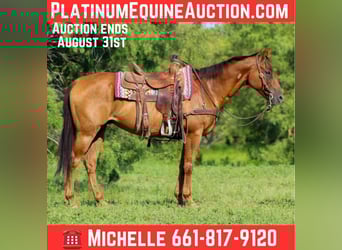 American Quarter Horse, Wallach, 17 Jahre, 155 cm, Dunkelfuchs