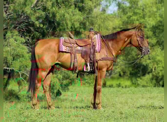 American Quarter Horse, Wallach, 17 Jahre, 155 cm, Dunkelfuchs