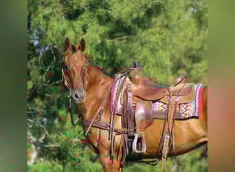 American Quarter Horse, Wallach, 17 Jahre, 155 cm, Dunkelfuchs