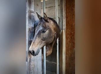 American Quarter Horse, Wallach, 17 Jahre, 155 cm
