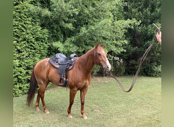 American Quarter Horse, Wallach, 17 Jahre, 155 cm, Roan-Red