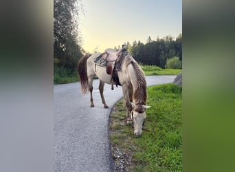 American Quarter Horse, Wallach, 17 Jahre, 156 cm, Falbe