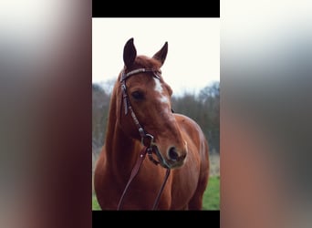 American Quarter Horse, Wallach, 17 Jahre, 156 cm, Fuchs