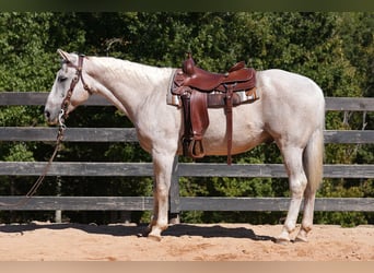 American Quarter Horse, Wallach, 17 Jahre, 157 cm, Schimmel