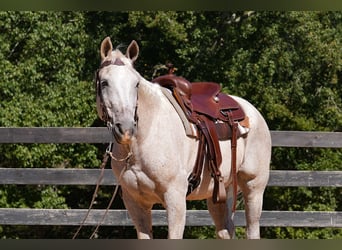 American Quarter Horse, Wallach, 17 Jahre, 157 cm, Schimmel