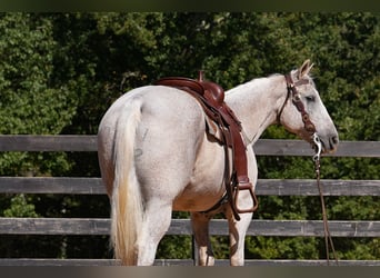 American Quarter Horse, Wallach, 17 Jahre, 157 cm, Schimmel