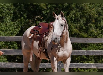 American Quarter Horse, Wallach, 17 Jahre, 157 cm, Schimmel