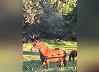 American Quarter Horse, Wallach, 17 Jahre, 160 cm, Fuchs