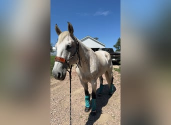American Quarter Horse, Wallach, 17 Jahre, 163 cm, Schimmel