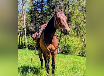 American Quarter Horse, Wallach, 17 Jahre, Brauner