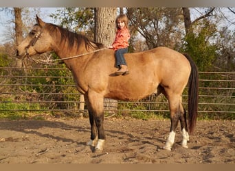 American Quarter Horse, Wallach, 17 Jahre, Buckskin