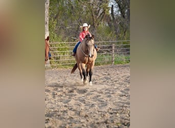 American Quarter Horse, Wallach, 17 Jahre, Buckskin