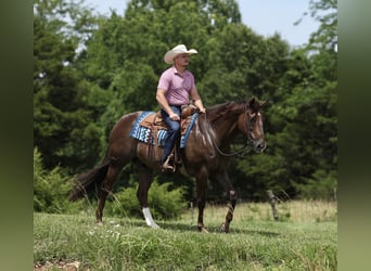 American Quarter Horse, Wallach, 17 Jahre, Dunkelfuchs