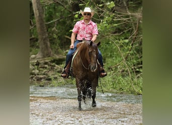 American Quarter Horse, Wallach, 17 Jahre, Dunkelfuchs