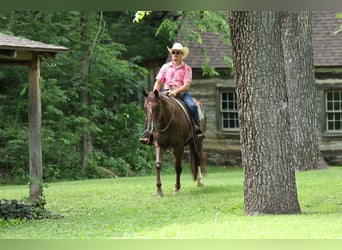 American Quarter Horse, Wallach, 17 Jahre, Dunkelfuchs