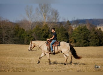 American Quarter Horse, Wallach, 18 Jahre, 150 cm, Buckskin