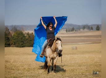 American Quarter Horse, Wallach, 18 Jahre, 150 cm, Buckskin