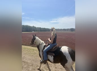 American Quarter Horse, Wallach, 18 Jahre, 150 cm, Tobiano-alle-Farben