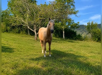 American Quarter Horse Mix, Wallach, 18 Jahre, 151 cm, Palomino