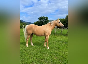 American Quarter Horse Mix, Wallach, 18 Jahre, 151 cm, Palomino