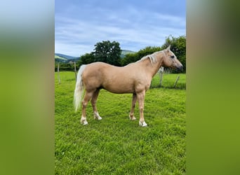American Quarter Horse Mix, Wallach, 18 Jahre, 151 cm, Palomino