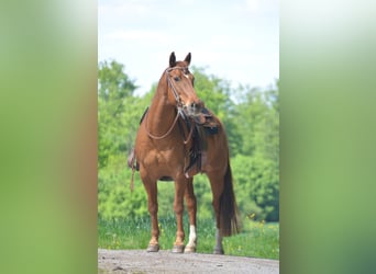 American Quarter Horse, Wallach, 18 Jahre, 152 cm, Fuchs