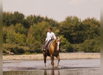 American Quarter Horse, Wallach, 18 Jahre, 152 cm, Palomino