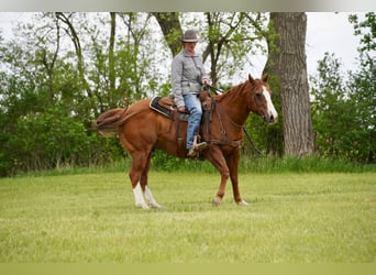 American Quarter Horse, Wallach, 18 Jahre, 152 cm, Rotfuchs