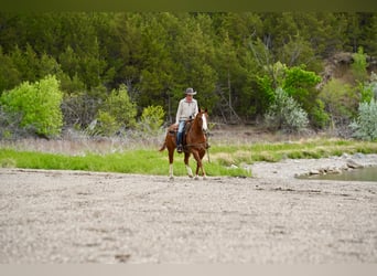American Quarter Horse, Wallach, 18 Jahre, 152 cm, Rotfuchs