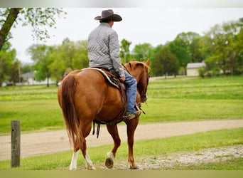 American Quarter Horse, Wallach, 18 Jahre, 152 cm, Rotfuchs