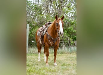 American Quarter Horse, Wallach, 18 Jahre, 152 cm, Rotfuchs