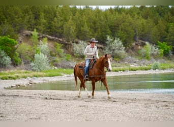 American Quarter Horse, Wallach, 18 Jahre, 152 cm, Rotfuchs