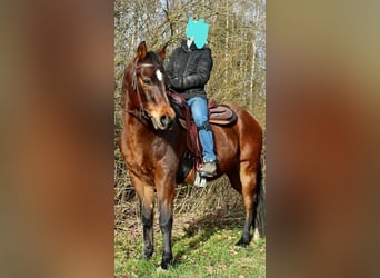 American Quarter Horse, Wallach, 18 Jahre, 154 cm, Dunkelbrauner