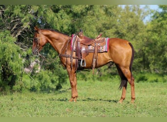 American Quarter Horse, Wallach, 18 Jahre, 155 cm, Dunkelfuchs