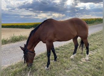 American Quarter Horse, Wallach, 18 Jahre, 157 cm, Brauner