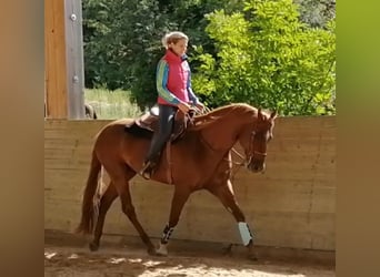 American Quarter Horse, Wallach, 18 Jahre, 160 cm, Fuchs