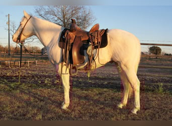 American Quarter Horse, Wallach, 18 Jahre, Cremello