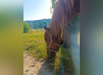 American Quarter Horse Mix, Wallach, 18 Jahre, Fuchs