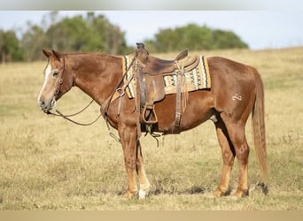 American Quarter Horse, Wallach, 19 Jahre, 150 cm, Rotfuchs
