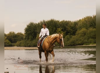 American Quarter Horse, Wallach, 19 Jahre, 152 cm, Palomino