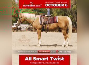 American Quarter Horse, Wallach, 19 Jahre, 152 cm, Palomino