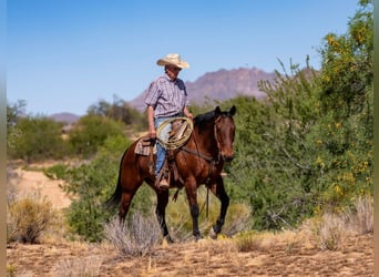 American Quarter Horse, Wallach, 19 Jahre, 152 cm, Rotbrauner