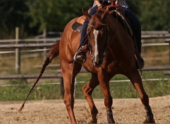 American Quarter Horse, Wallach, 19 Jahre, 155 cm, Fuchs