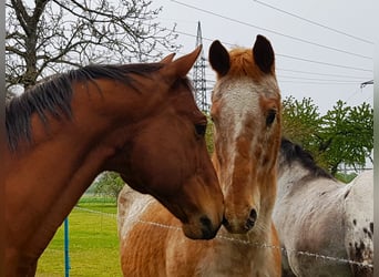 American Quarter Horse, Wallach, 19 Jahre, 156 cm, Brauner