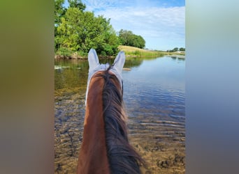 American Quarter Horse, Wallach, 19 Jahre, 156 cm, Brauner