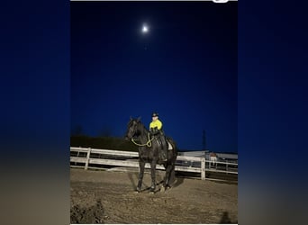 American Quarter Horse Mix, Wallach, 19 Jahre, 160 cm, Rappe